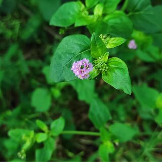 Extracto de punarnava